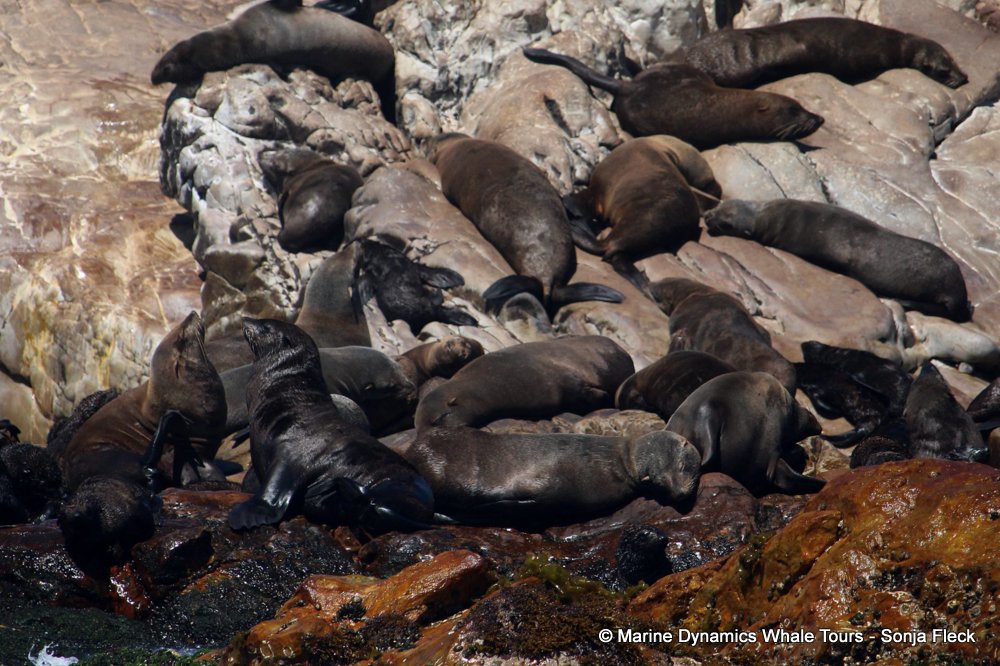 cape fur seal, whale watching, gansbaai, south africa