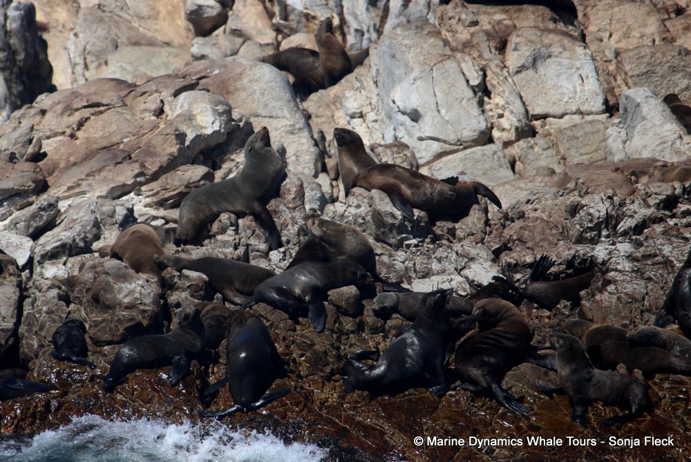 cape fur seal, whale watching, gansbaai, south africa