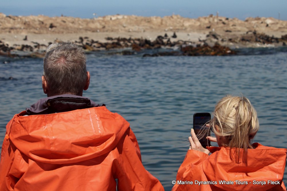 whale watching, gansbaai, south africa