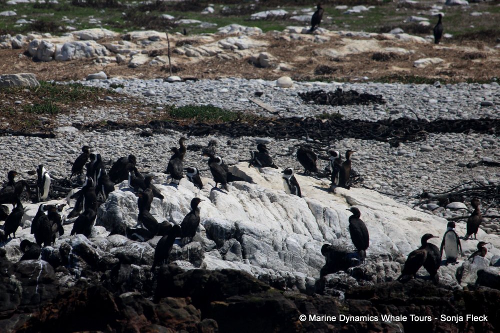 african penguin, whale watching, gansbaai, south africa