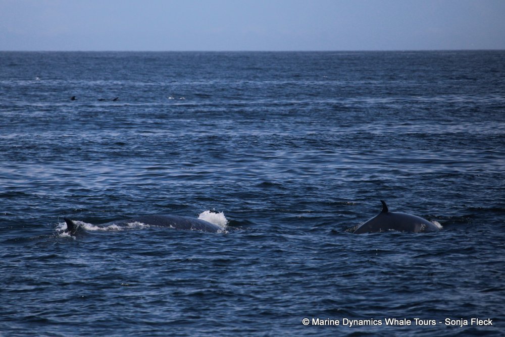 bryde's whale, whale watching, gansbaai, south africa,