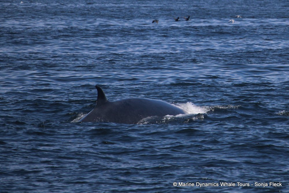 bryde's whale, whale watching, gansbaai, south africa,