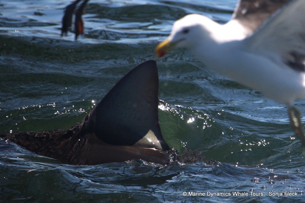 bronze whaler shark, whale watching, gansbaai, south africa,