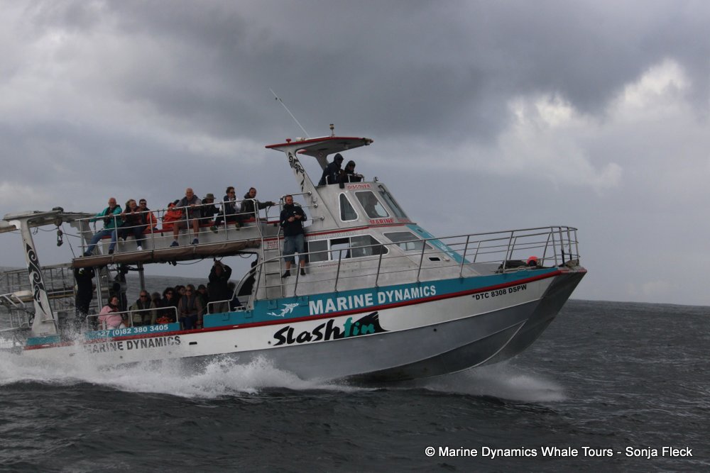 whale watching, gansbaai, south africa, cape fur seal in water