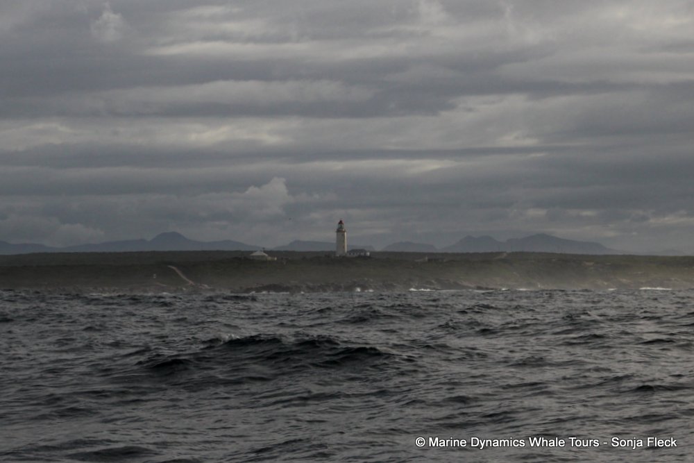 Danger Point, whale watching, gansbaai, south africa,