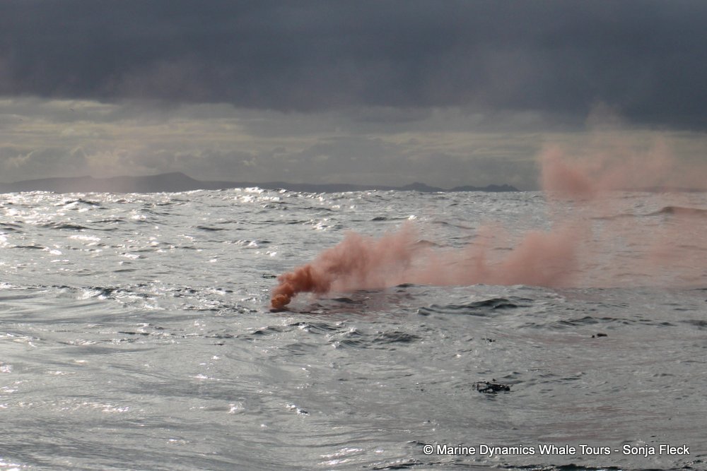 Danger Point, whale watching, gansbaai, south africa,