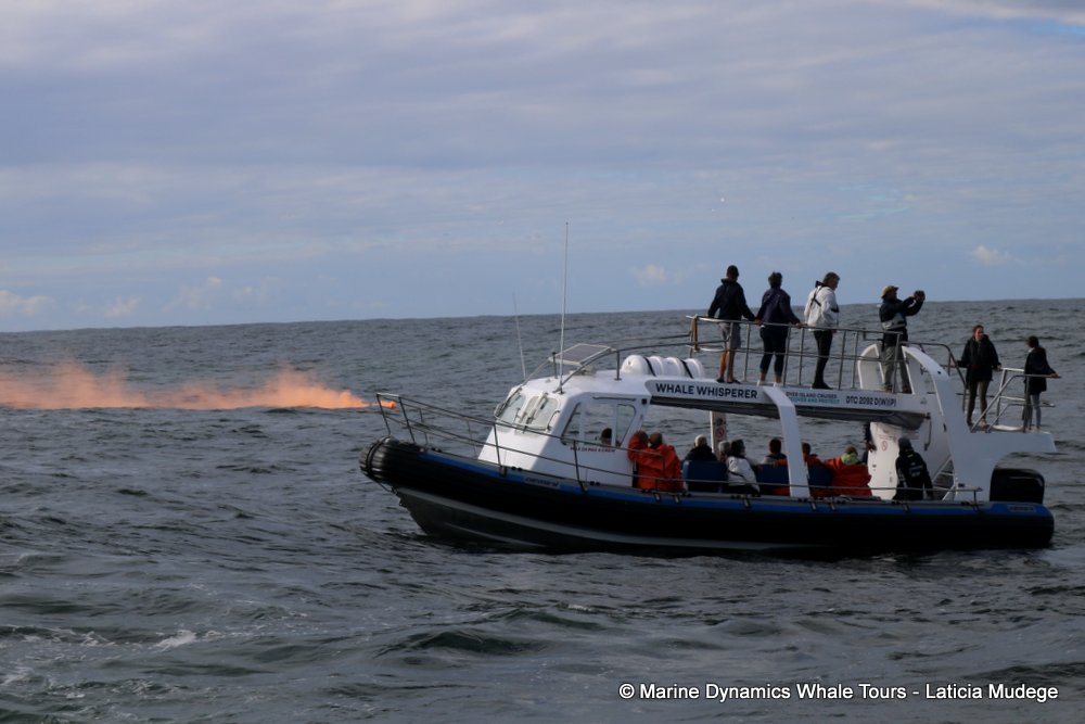 whale watching, gansbaai, south africa, cape fur seal in water