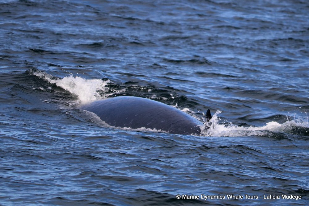 bryde's whale, whale watching, gansbaai, south africa,