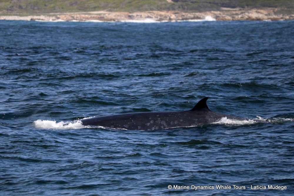 bryde's whale, whale watching, gansbaai, south africa,