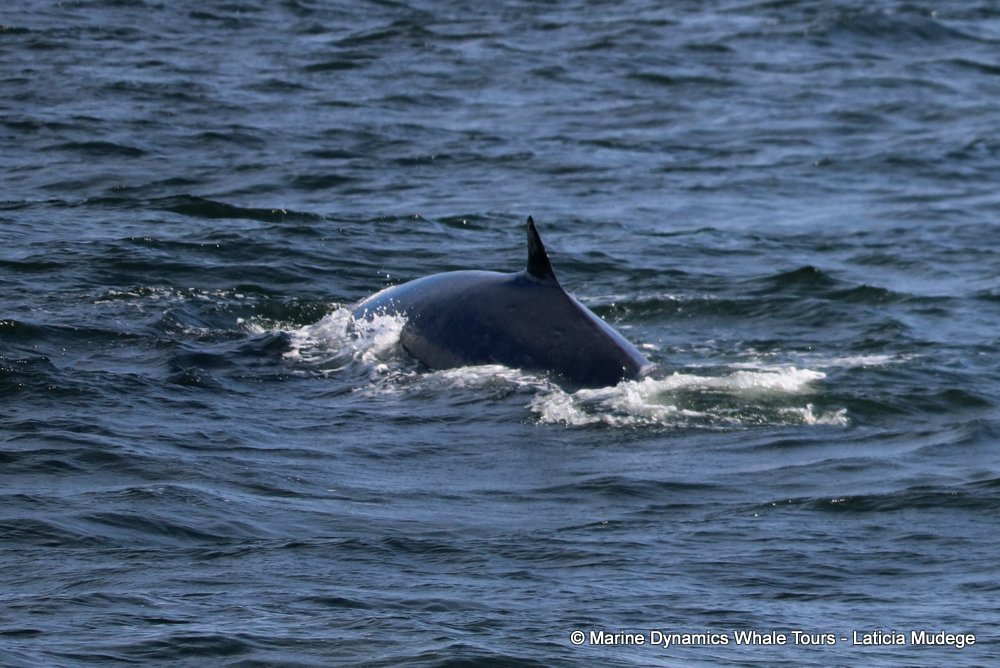 bryde's whale, whale watching, gansbaai, south africa,