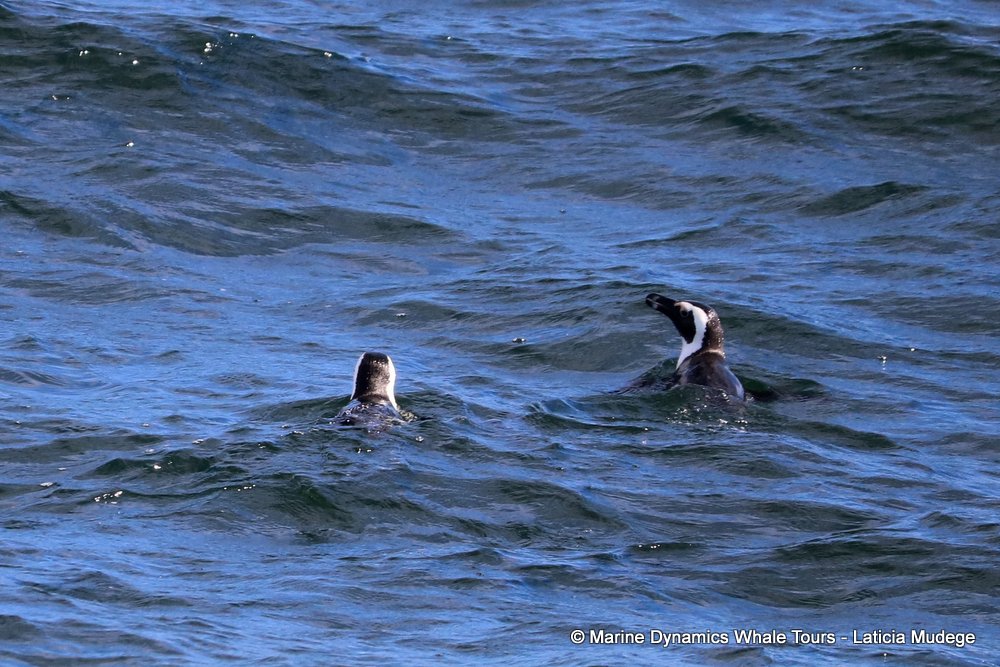 african penguin, whale watching, gansbaai, south africa