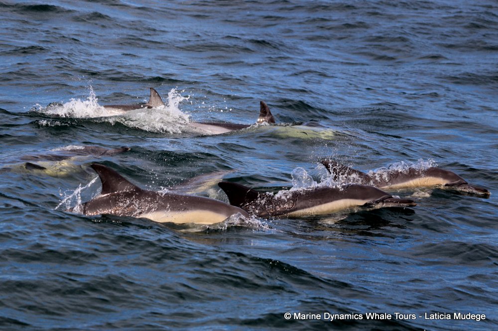 common dolphin, whale watching, gansbaai, south africa