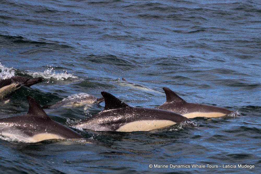 common dolphin, whale watching, gansbaai, south africa