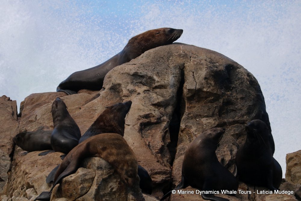 cape fur seal, whale watching, gansbaai, south africa