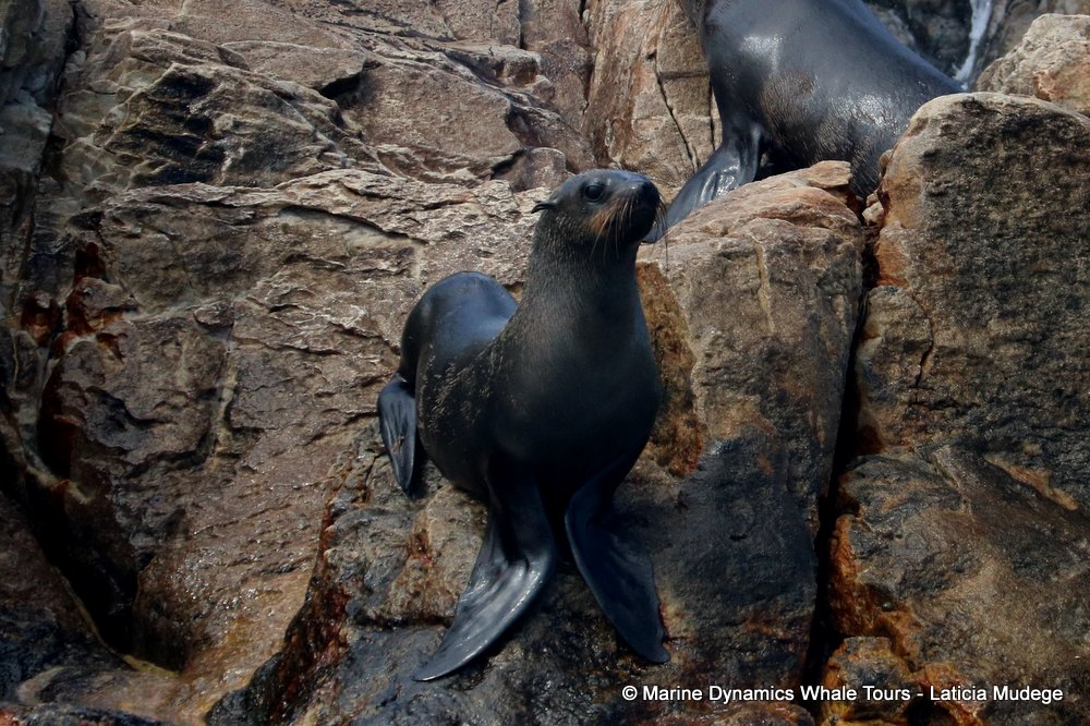 cape fur seal, whale watching, gansbaai, south africa