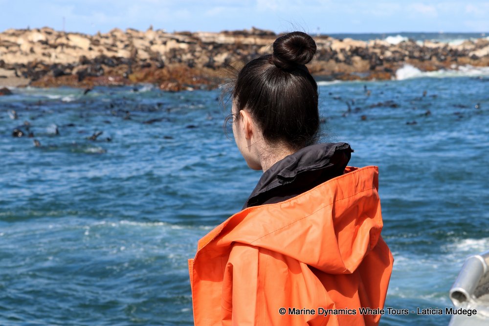 people, whale watching, gansbaai, south africa