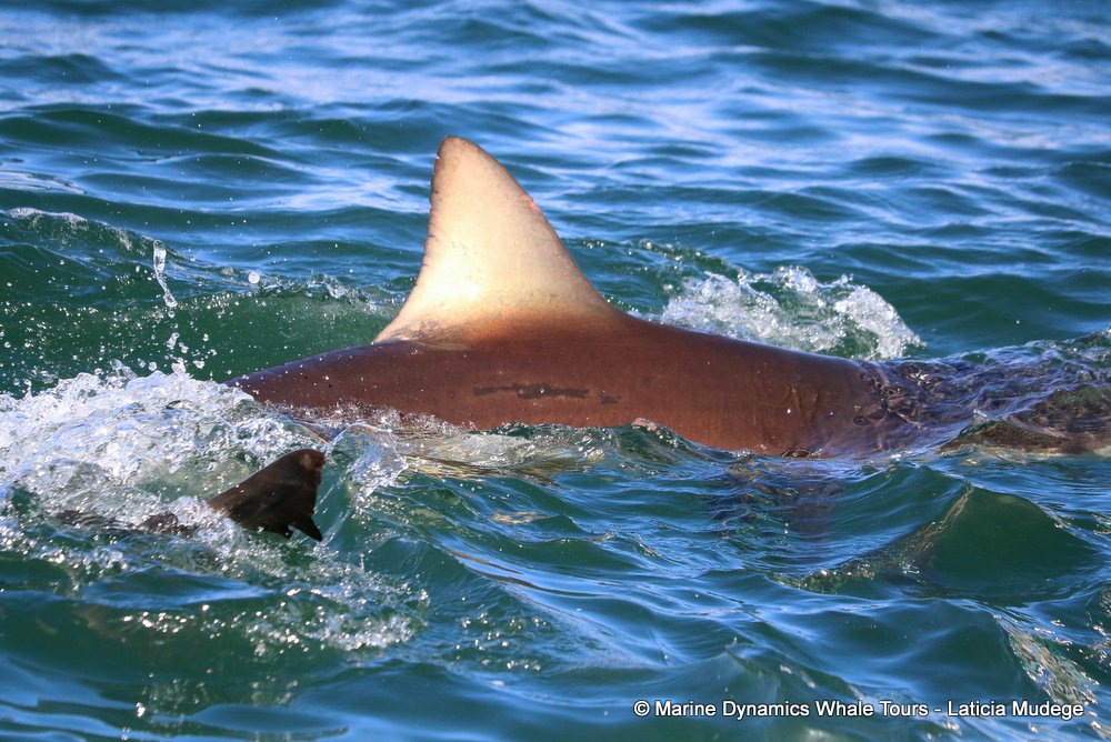 bronze whaler shark, whale watching, gansbaai, south africa,