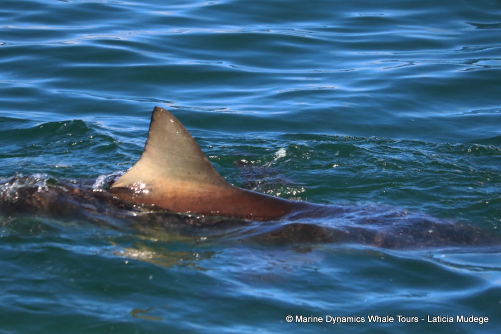 bronze whaler shark, whale watching, gansbaai, south africa,