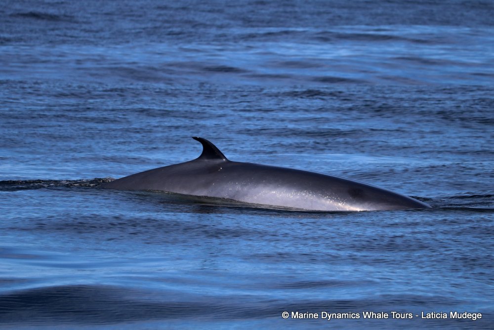 bryde's whale, whale watching, gansbaai, south africa,