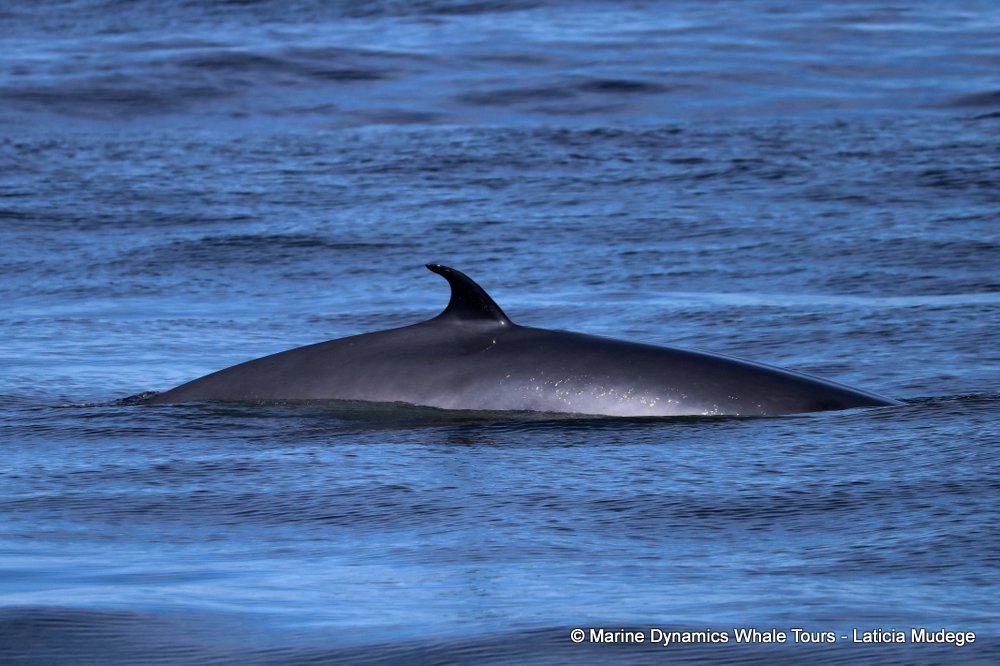 Marine Big 5 Daily Blog 27 February