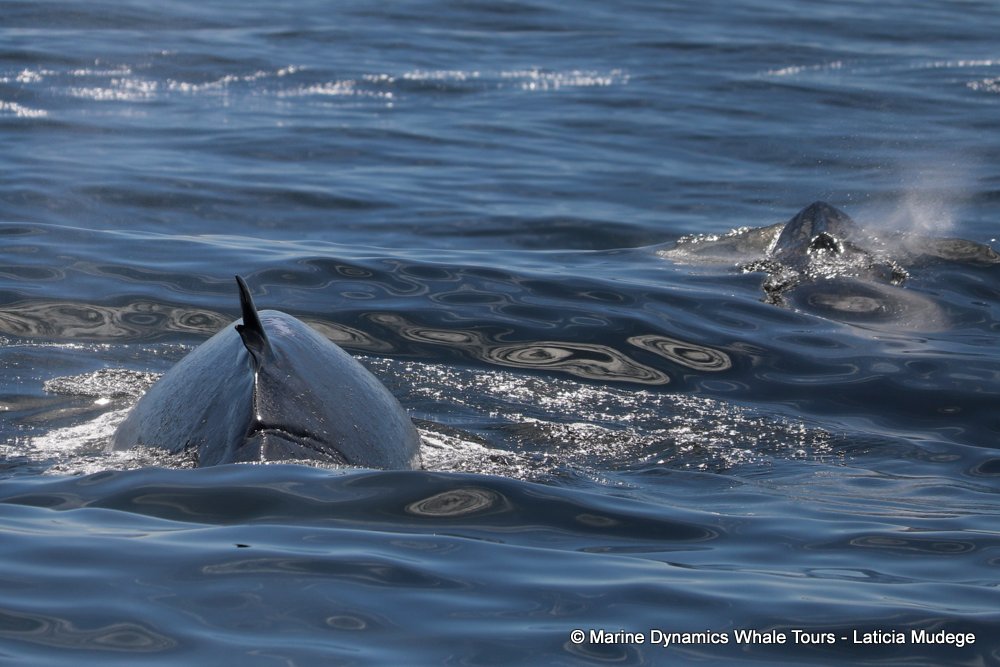 bryde's whale, whale watching, gansbaai, south africa,
