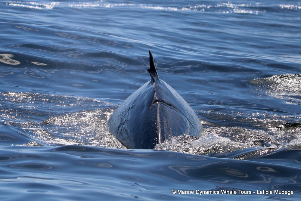 bryde's whale, whale watching, gansbaai, south africa,