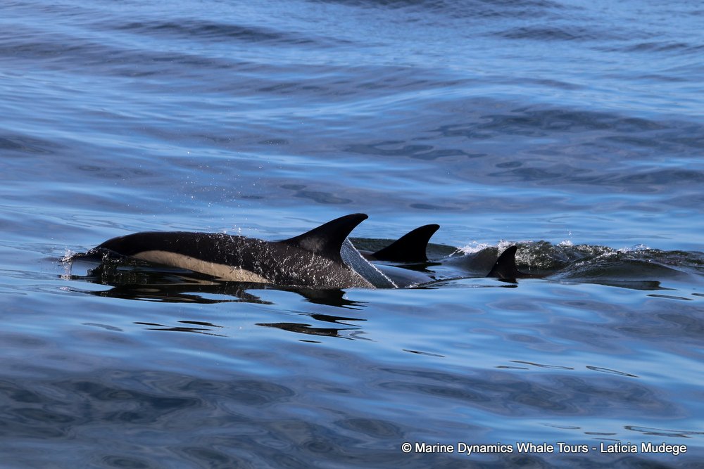 common dolphin, whale watching, gansbaai, south africa