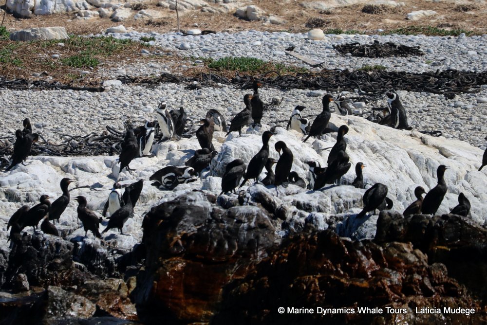 african penguin, whale watching, gansbaai, south africa