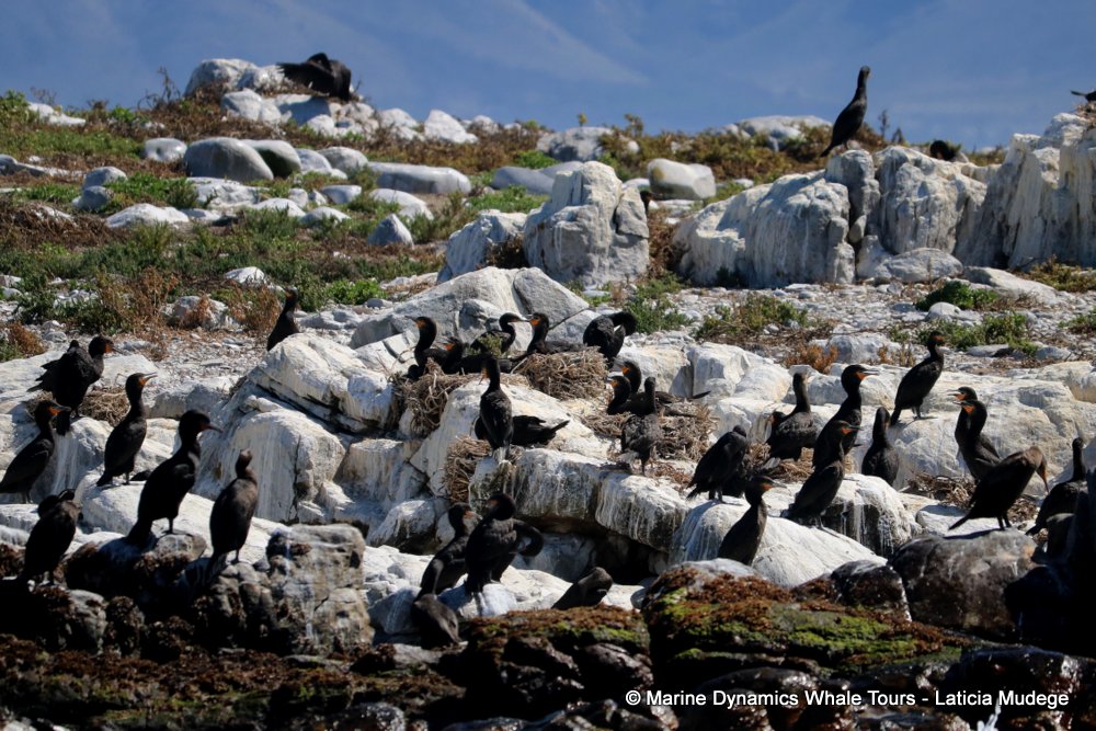 cape cormorants, whale watching, gansbaai, south africa,