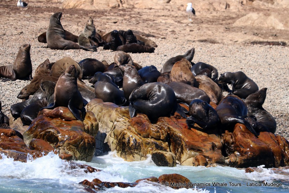 cape fur seal, whale watching, gansbaai, south africa