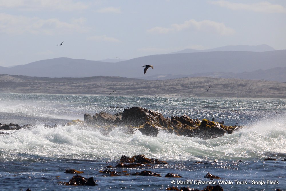 dyer island, whale watching, gansbaai, south africa,
