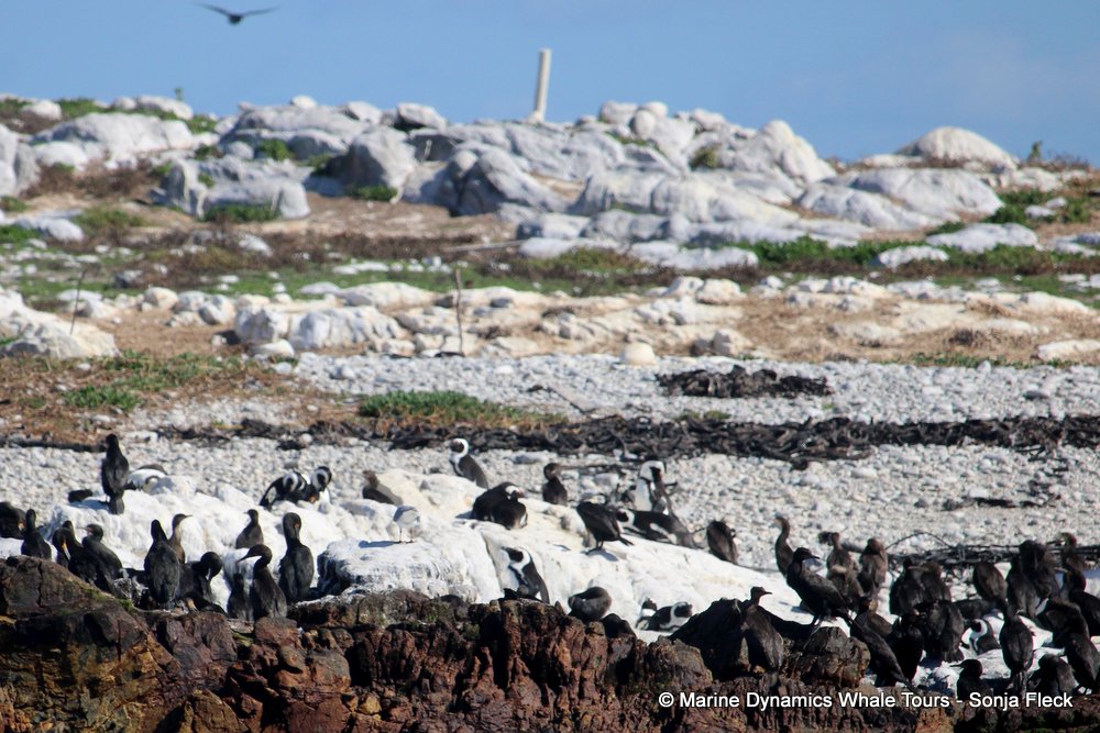 dyer island, whale watching, gansbaai, south africa,