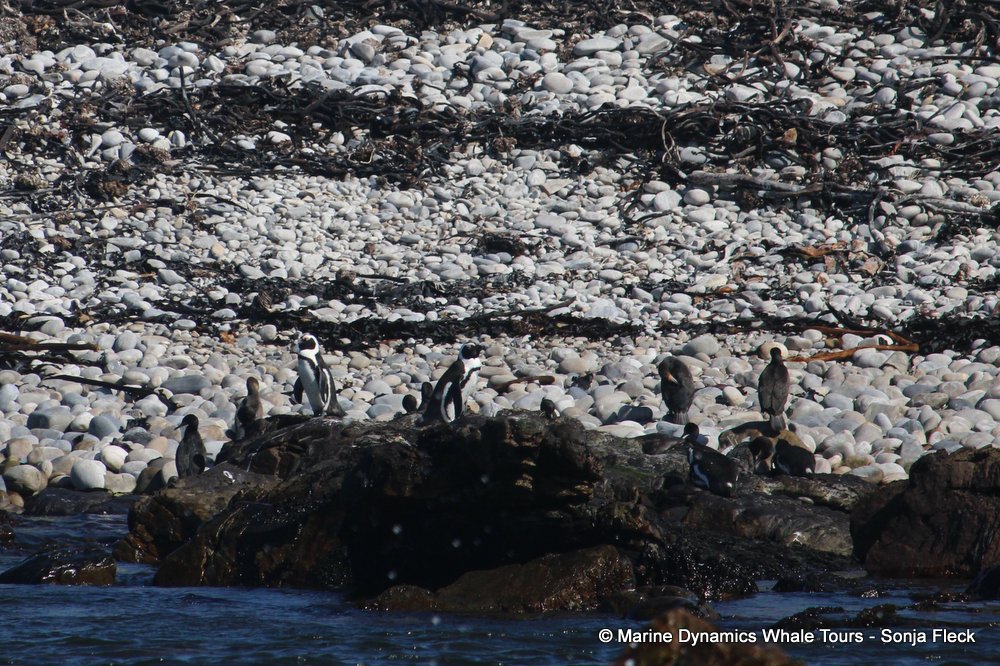 penguins, whale watching, gansbaai, south africa,