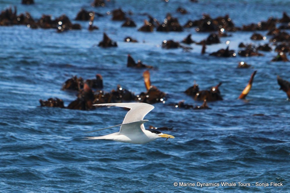 tern, whale watching, gansbaai, south africa,