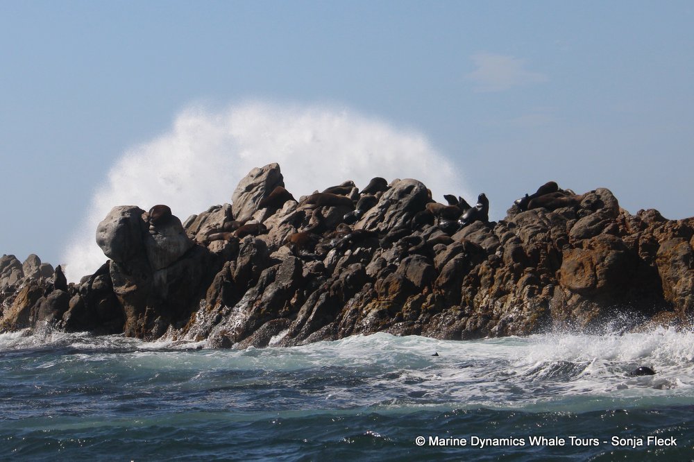 cape fur seal, whale watching, gansbaai, south africa