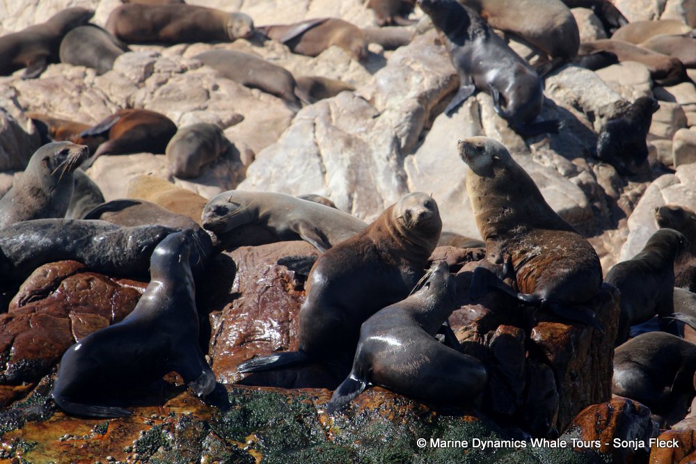 cape fur seal, whale watching, gansbaai, south africa