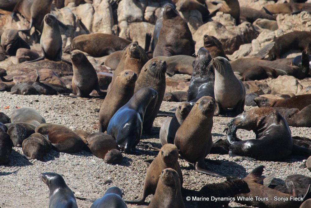 cape fur seal, whale watching, gansbaai, south africa