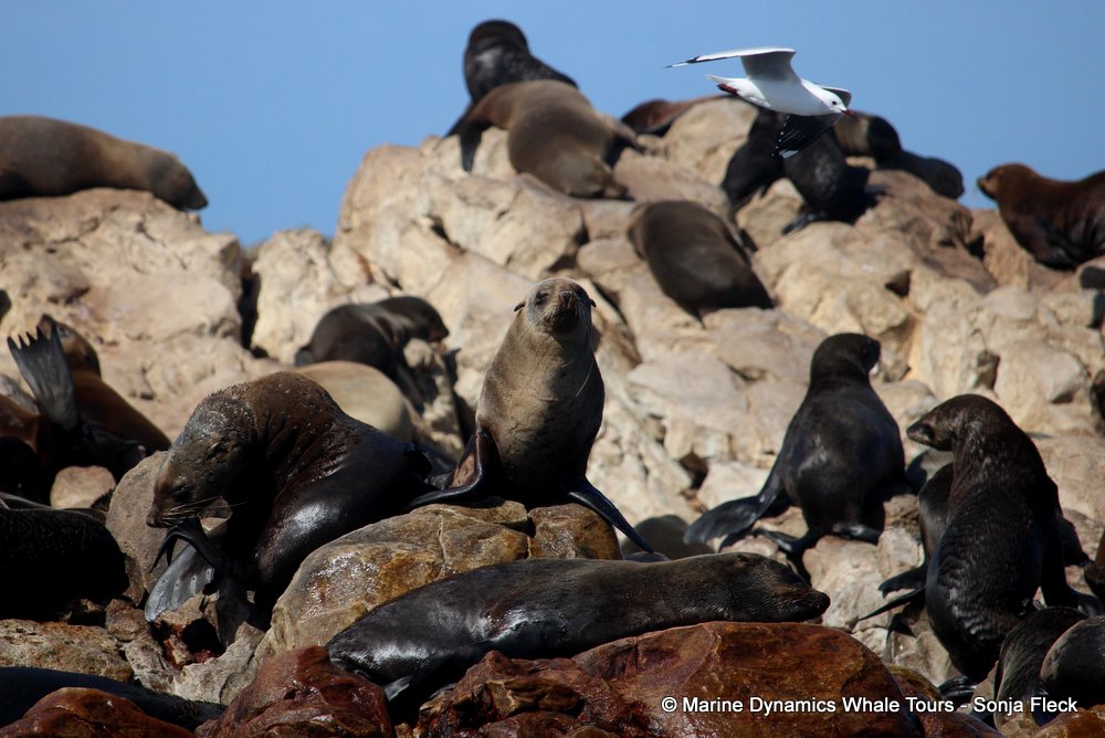 cape fur seal, whale watching, gansbaai, south africa