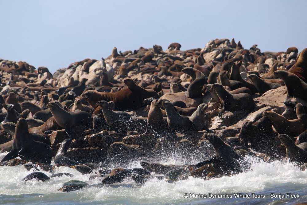 cape fur seal colony, whale watching, gansbaai, south africa,