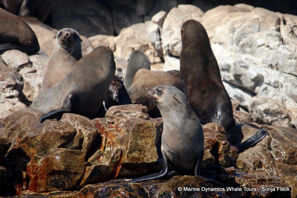 cape fur seal, whale watching, gansbaai, south africa