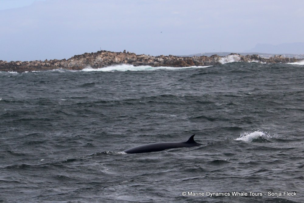 bryde's whale, whale watching, gansbaai, south africa,