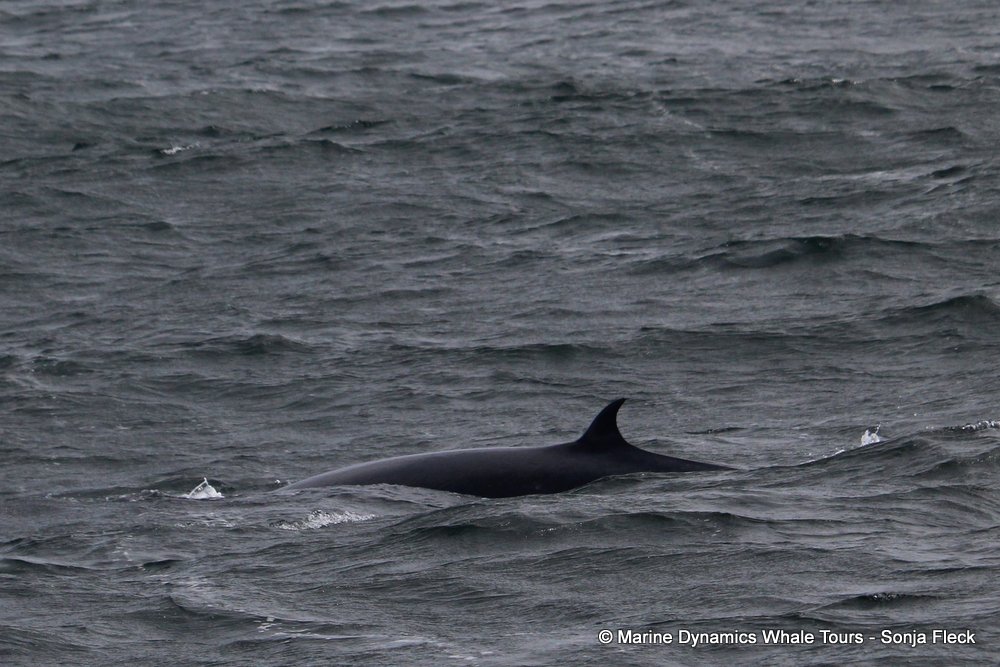 bryde's whale, whale watching, gansbaai, south africa,