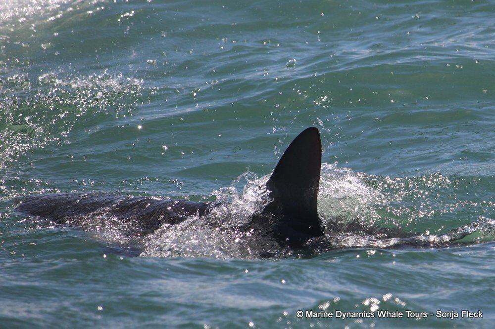 bronze whaler shark, whale watching, gansbaai, south africa,