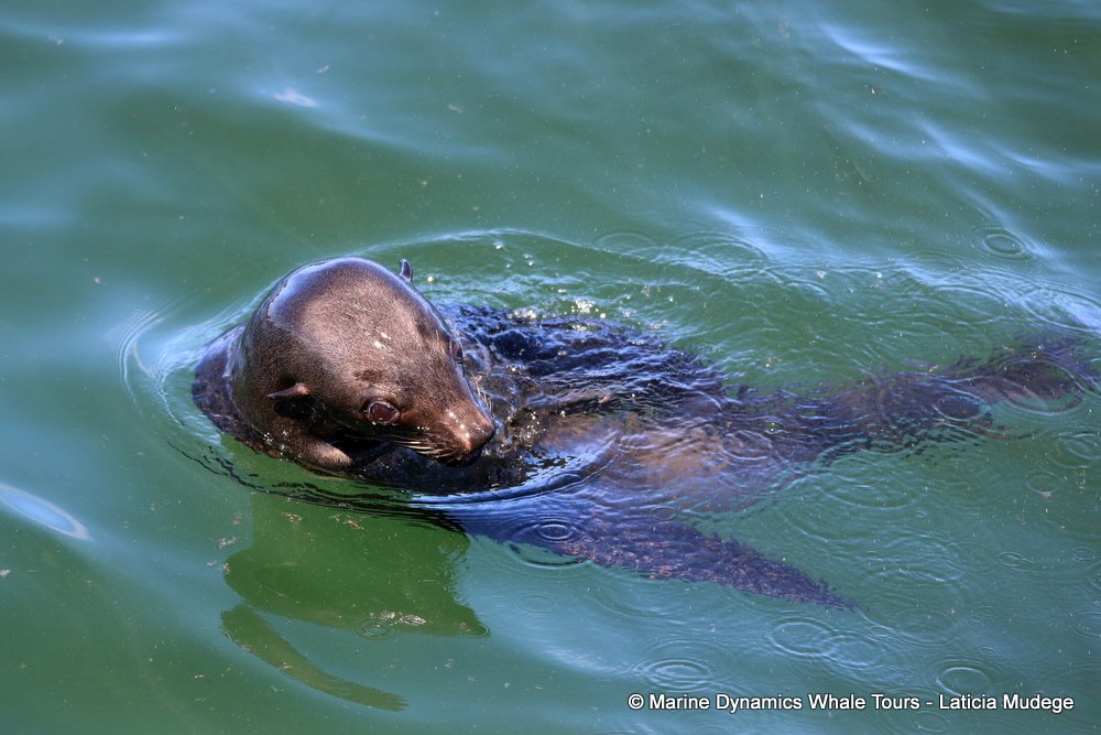 cape fur seal, whale watching, gansbaai, south africa
