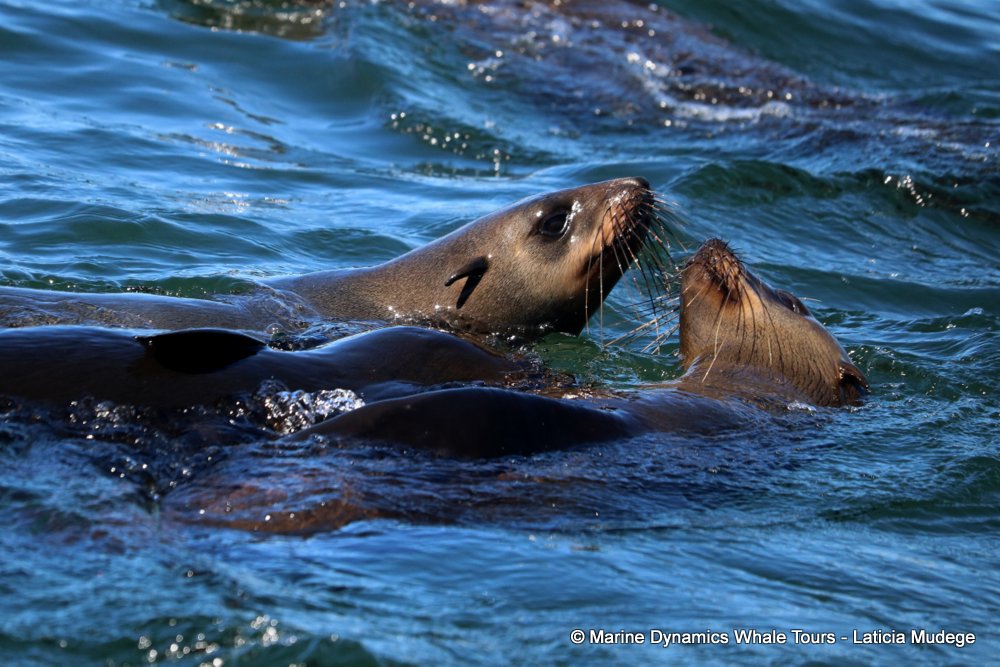 cape fur seal, whale watching, gansbaai, south africa