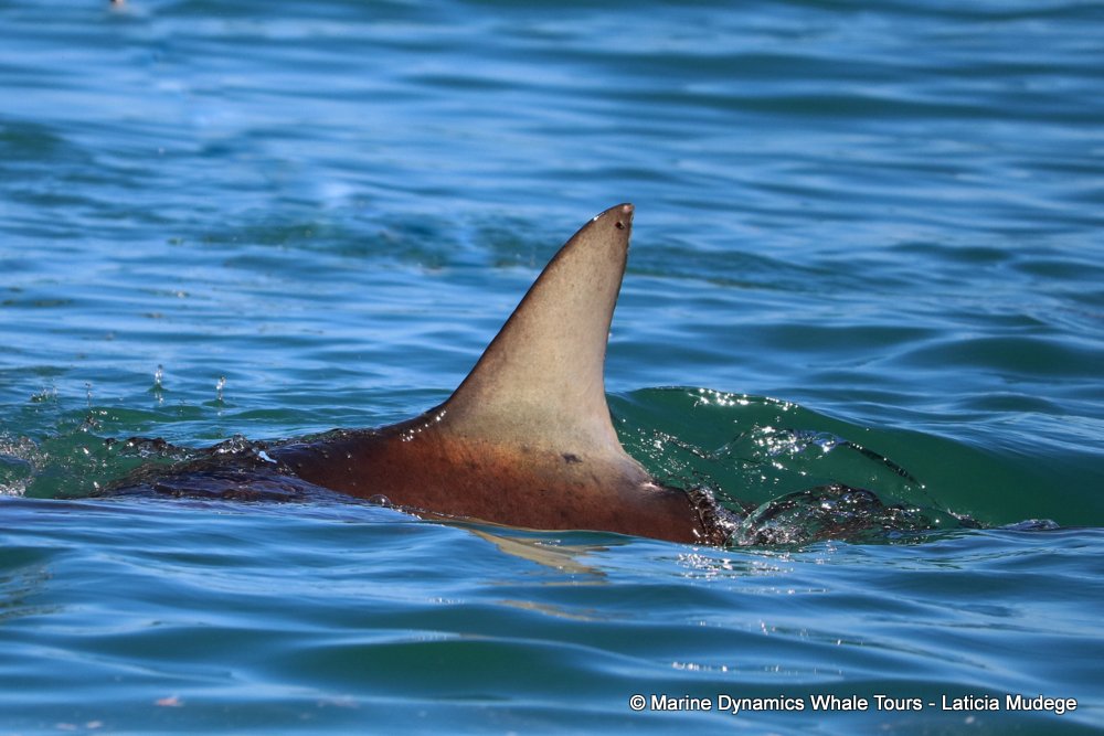 bronze whaler shark, whale watching, gansbaai, south africa,
