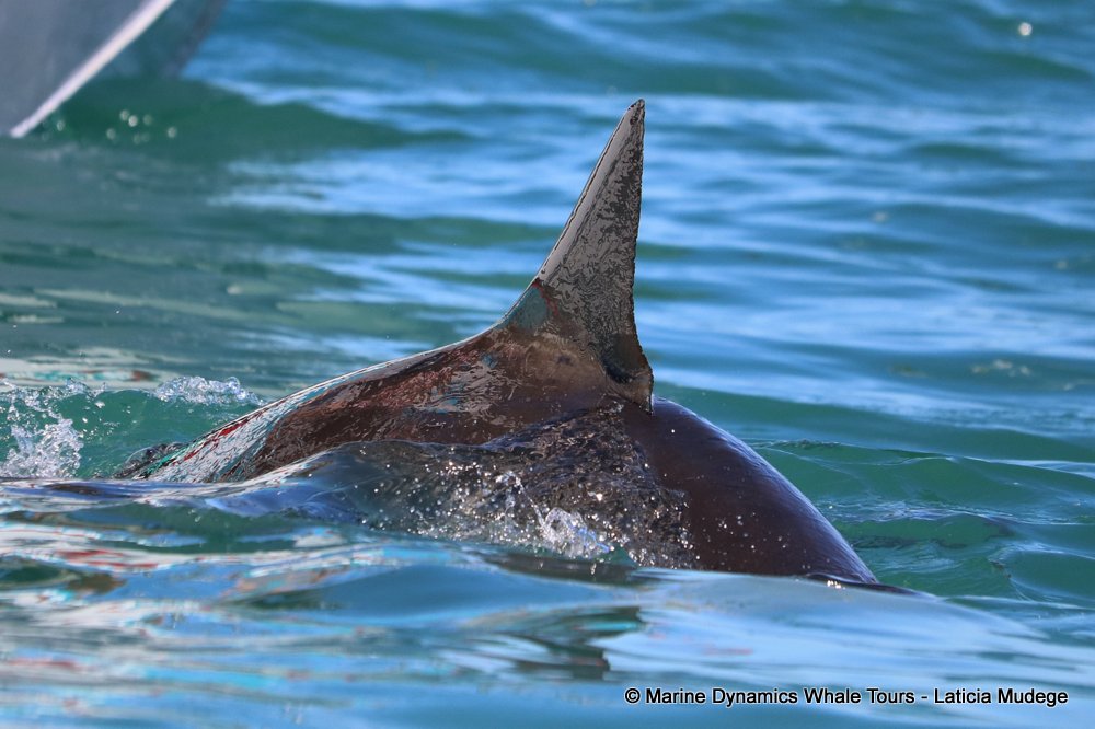 bronze whaler shark, whale watching, gansbaai, south africa,