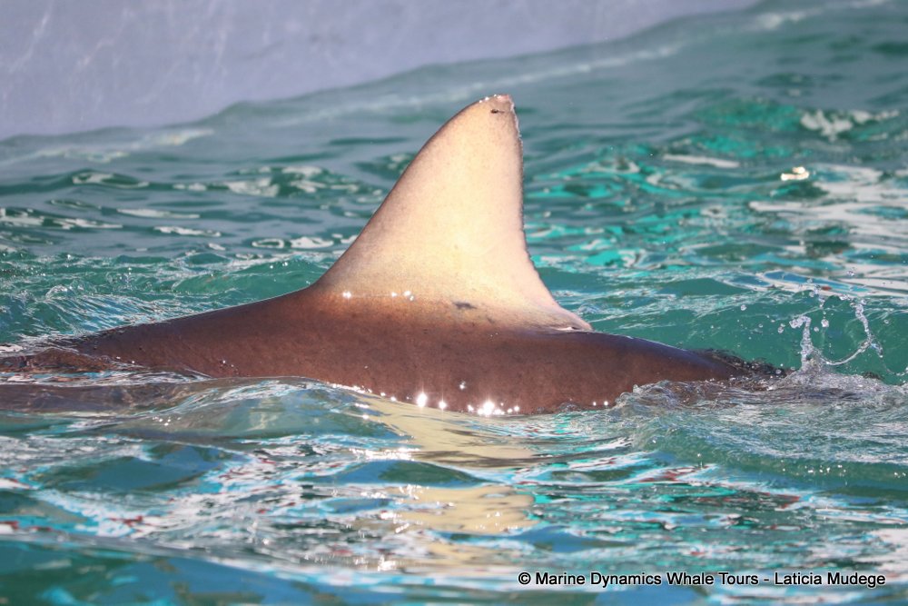 bronze whaler shark, whale watching, gansbaai, south africa,