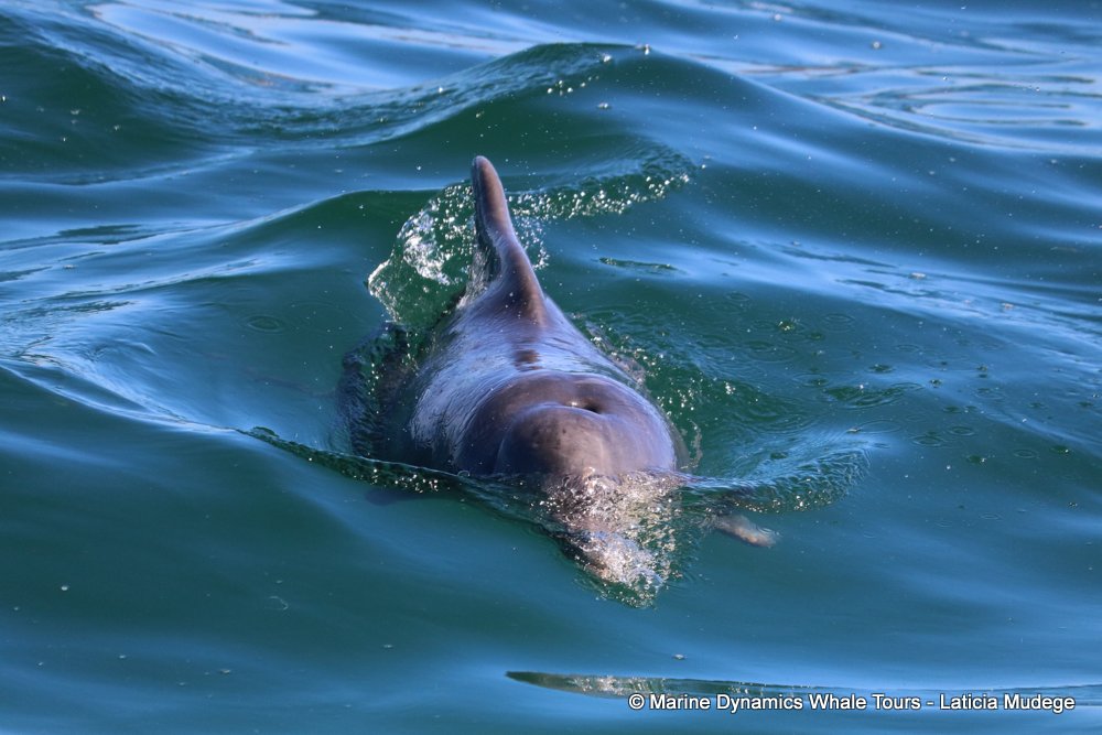 humpback dolphin, whale watching, gansbaai, south africa