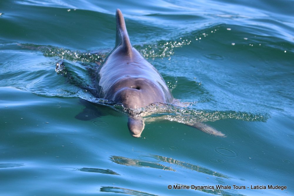 humpback dolphin, whale watching, gansbaai, south africa